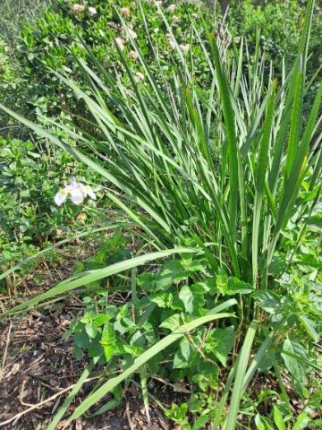 Dietes grandiflora leaves